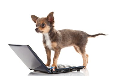 Chihuahua beyaz arka planda izole edilmiş.