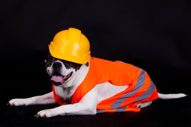 Bina arka plan siyah aşçı köpek