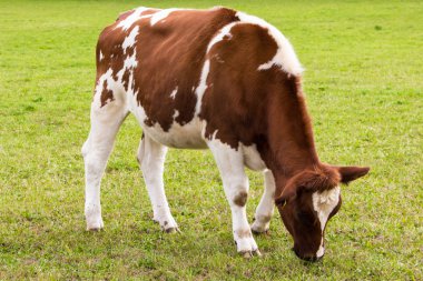 Çayırda otlayan inek