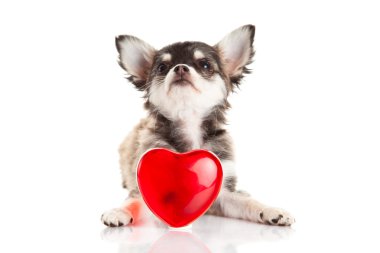 Chihuahua beyaz arka planda izole edilmiş.