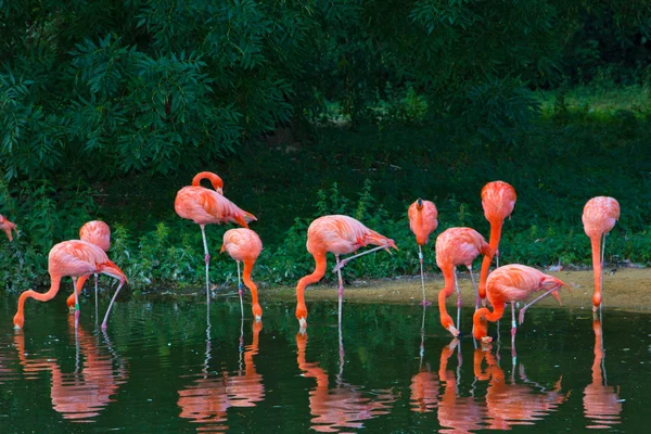 Jardim zoológico rosa flamingos — Fotografia de Stock