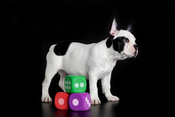 Bulldog francese con dadi isolati su sfondo nero — Foto Stock