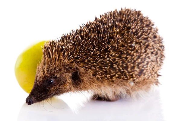 Hedgehog isolated on white background — Stock Photo, Image