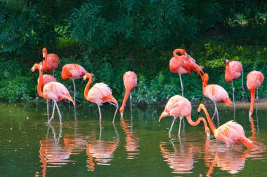 pembe flamingolar Hayvanat Bahçesi