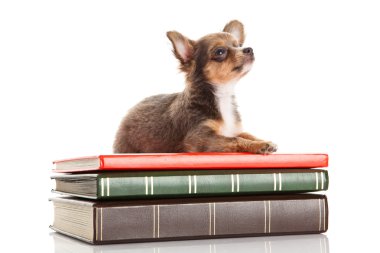 Chihuahua beyaz arka planda izole edilmiş.