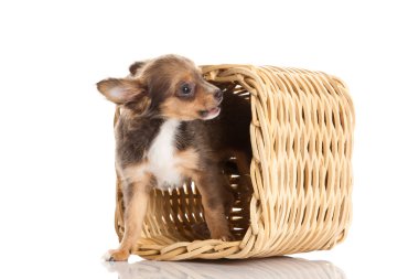 Chihuahua beyaz arka planda izole edilmiş.