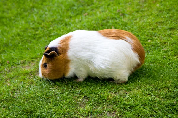 Guinea pig — Stock Photo, Image