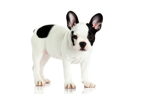 French bulldog isolated on white background — Stock Photo, Image