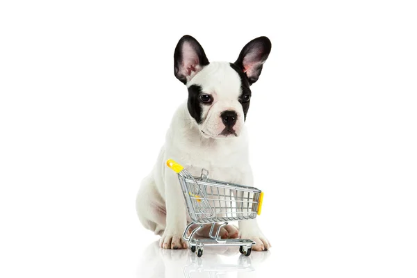 Fransk bulldog med shopping trolly isolerad på vit bakgrund — Stockfoto