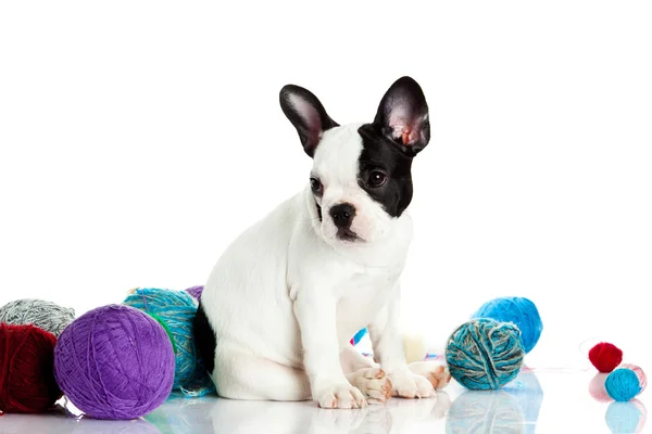 Franse bulldog met threadballs geïsoleerd op witte achtergrond — Stockfoto