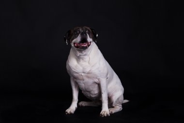 siyah arka plan üzerine Amerikan bulldog