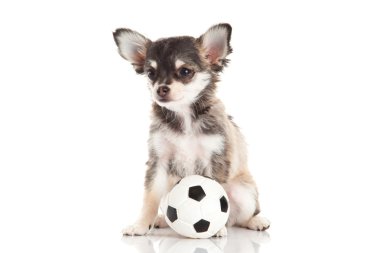 Chihuahua beyaz arka planda izole edilmiş.