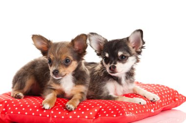 Chihuahua beyaz arka planda izole edilmiş.