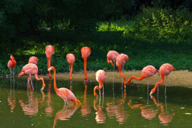 pembe flamingolar Hayvanat Bahçesi