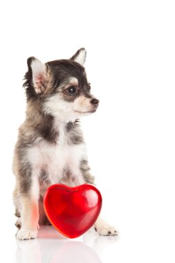 Chihuahua beyaz arka planda izole edilmiş.
