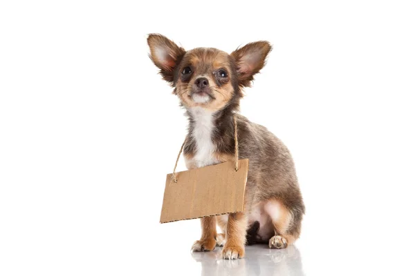 Chihuahua isoliert auf weißem Hintergrund — Stockfoto