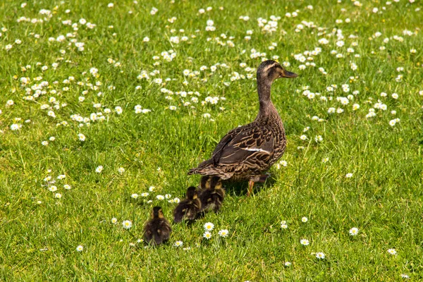 Pato con ducklings.walk en la ciudad — Foto de Stock