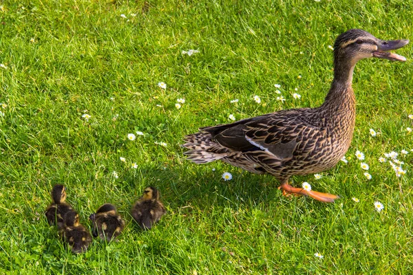 Pato con ducklings.walk en la ciudad — Stockfoto