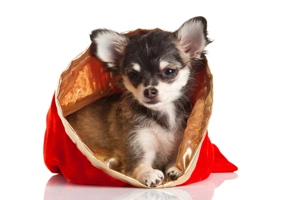 Chihuahua isoliert auf weißem Hintergrund — Stockfoto