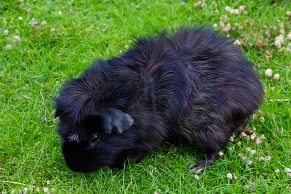 Meerschweinchen — Stockfoto