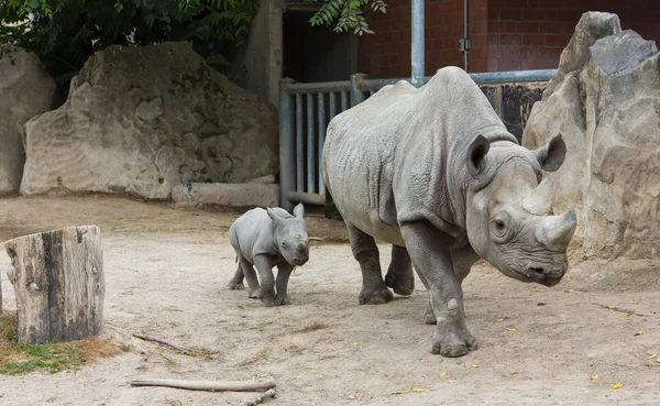Rhino gergedan hayvan bebek Hayvanat Bahçesi — Stok fotoğraf