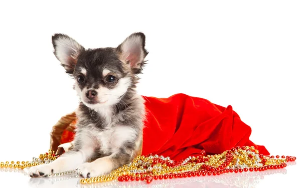 Chihuahua aislado sobre fondo blanco — Foto de Stock