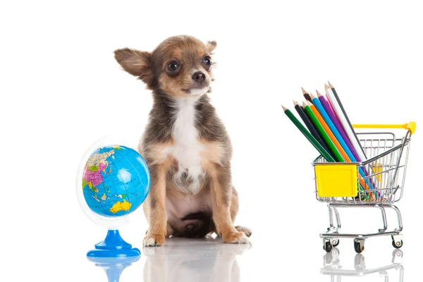 Chihuahua isoliert auf weißem Hintergrund — Stockfoto