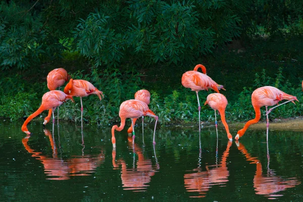 Jardim zoológico rosa flamingos — Fotografia de Stock