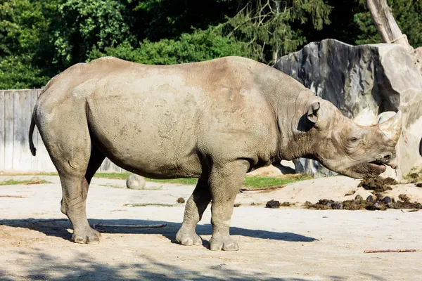 Rhino neushoorn dierentuin — Stockfoto