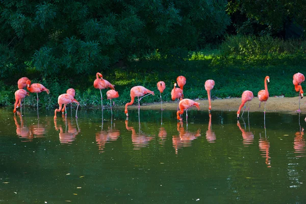 Розовый зоопарк фламинго — стоковое фото
