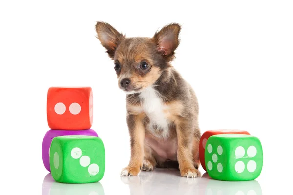 Chihuahua izolované na bílém pozadí — Stock fotografie
