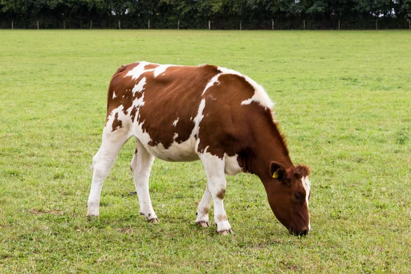 Випасання корови на лузі — стокове фото