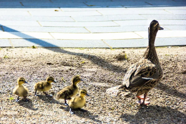 Pato con ducklings.walk en la ciudad — Foto de Stock