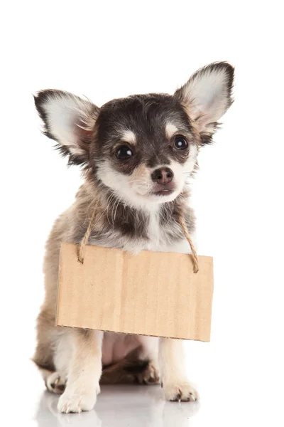 Chihuahua isolerad på vit bakgrund — Stockfoto