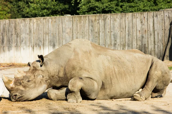 Rhino noshörning zoo — Stockfoto