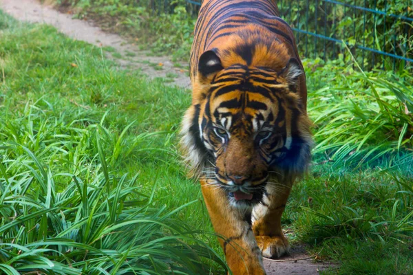Tiger in zoo — Stock Photo, Image
