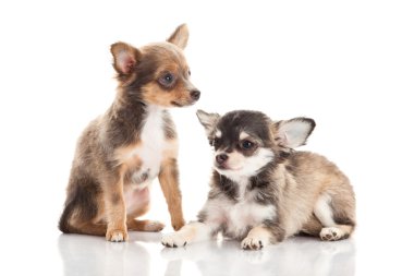 Chihuahua beyaz arka planda izole edilmiş.