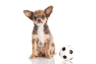 Chihuahua beyaz arka planda izole edilmiş.