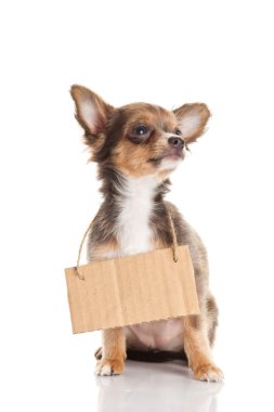 Chihuahua beyaz arka planda izole edilmiş.