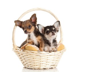 Chihuahua beyaz arka planda izole edilmiş.