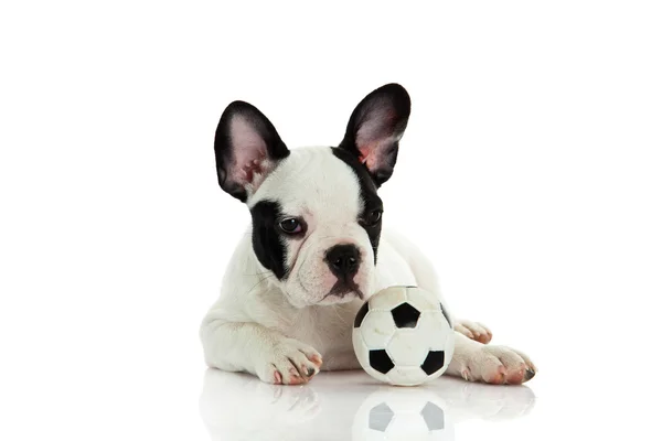 French bulldog on white background — Stock Photo, Image