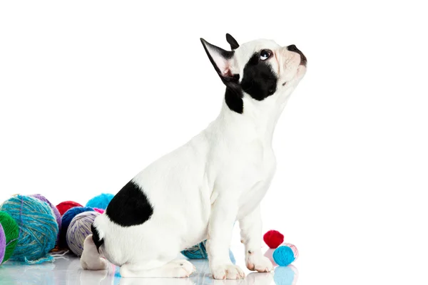 Französische Bulldogge mit Fadenkugeln isoliert auf weißem Hintergrund — Stockfoto