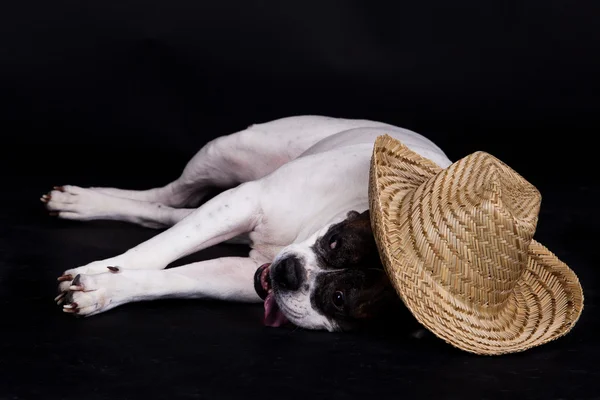 Bouledogue américain sur fond noir — Photo