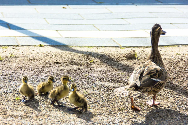 Pato com ducklings.walk na cidade — Fotografia de Stock