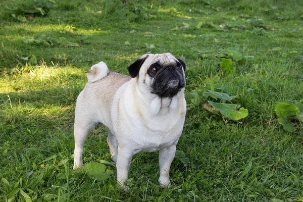 Cão pug ao ar livre — Fotografia de Stock