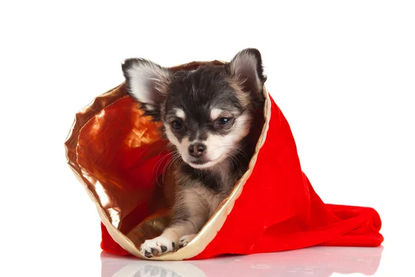 Chihuahua beyaz arka planda izole edilmiş. — Stok fotoğraf