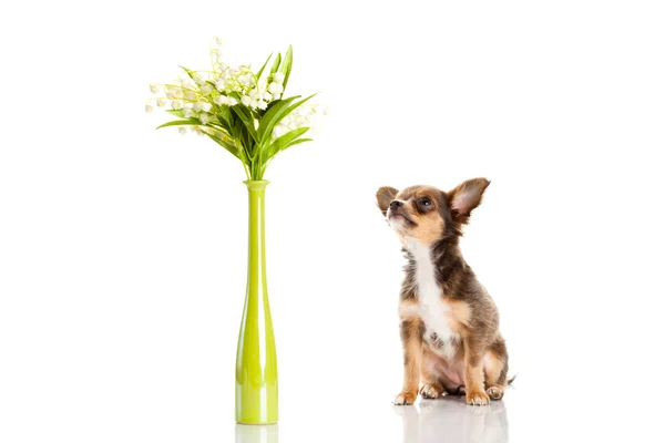 Chihuahua aislado sobre fondo blanco —  Fotos de Stock
