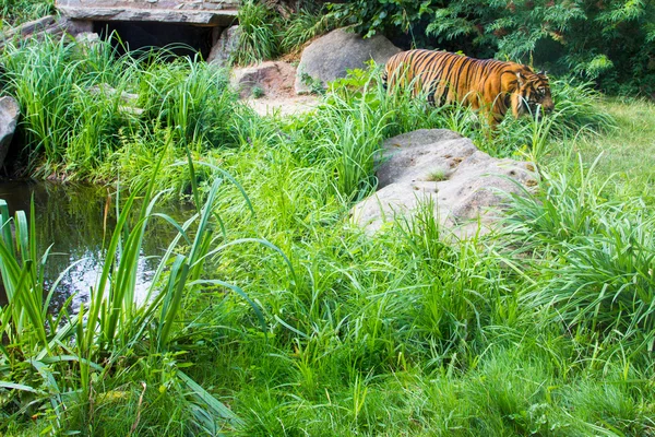 Tiger in zoo — Stock Photo, Image