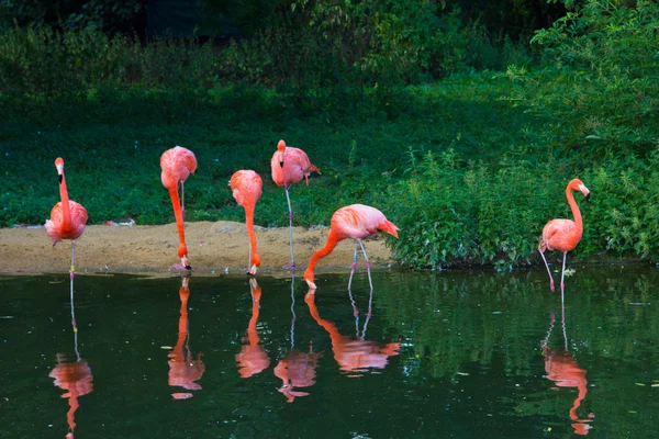 Pembe flamingolar Hayvanat Bahçesi — Stok fotoğraf