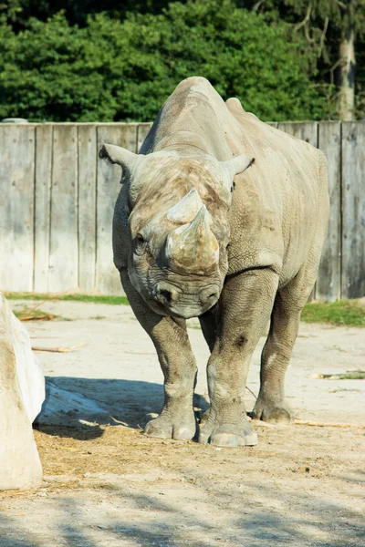 Rhino rhinoceros zoo — Stock Photo, Image